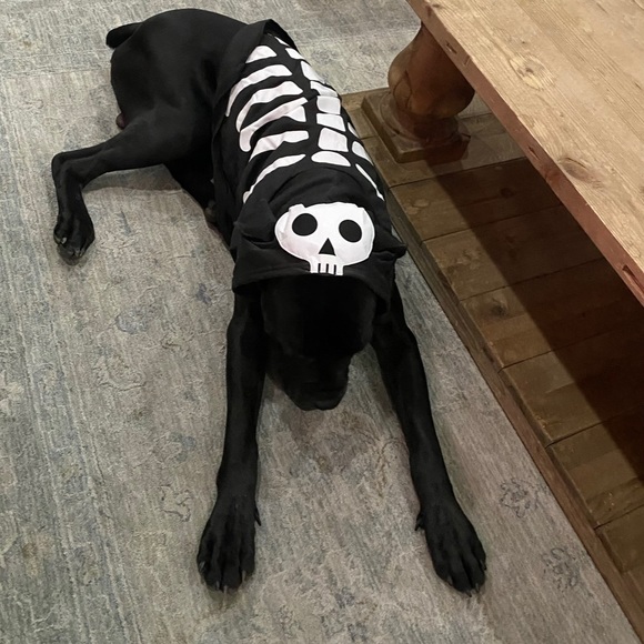 Dog Halloween Skeleton Dog Costume Xl Black And White With Hood Euc